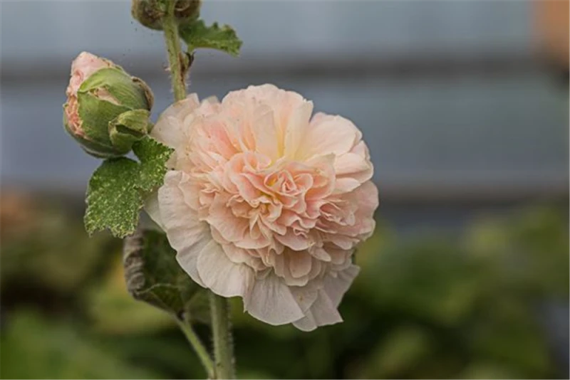 Gefülltblühende Stockrose 3 Gefülltblühende Stockrose