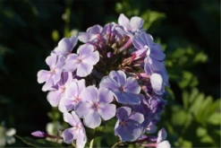 Hohe Garten-Flammenblume „Franz Schubert“