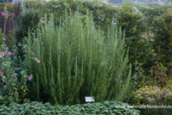 Garten-Rosmarin „Arp“