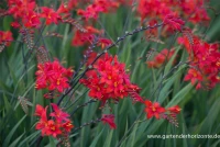 Montbretie „Hellfire“ 10 Montbretie „Hellfire“ – Bild 8