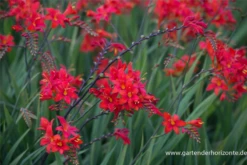 Montbretie „Hellfire“