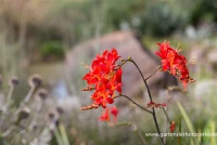 Montbretie „Hellfire“ 11 Montbretie „Hellfire“ – Bild 9