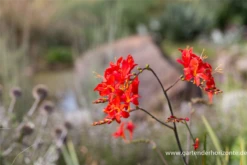 Montbretie „Hellfire“ 17 Montbretie „Hellfire“ -Blumen Risse Verkaufsladen P3003461 2 800x800