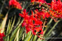 Montbretie „Hellfire“ 12 Montbretie „Hellfire“ – Bild 10