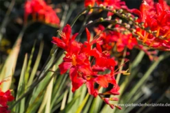 Montbretie „Hellfire“ 18 Montbretie „Hellfire“ -Blumen Risse Verkaufsladen P3003461 3 800x800