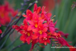 Montbretie „Hellfire“ 19 Montbretie „Hellfire“ -Blumen Risse Verkaufsladen P3003461 4 800x800