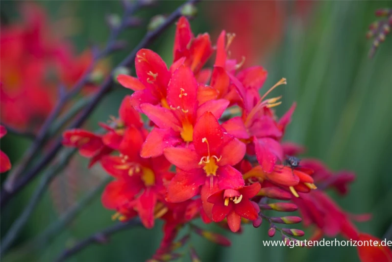 Montbretie „Hellfire“ 6 Montbretie „Hellfire“ – Bild 4