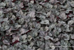 Purpurglöckchen „Glitter“ -R-