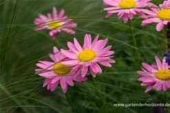 Bunte Margerite -Blumen Risse Verkaufsladen P3003491 2 800x800