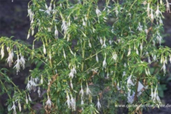 Garten-Fuchsie -Blumen Risse Verkaufsladen P3003711 2 800x800