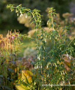 Garten-Fuchsie -Blumen Risse Verkaufsladen P3003711 3 800x800
