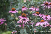 Garten-Scheinsonnenhut „Purple Prairie“ 7 Garten-Scheinsonnenhut „Purple Prairie“ – Bild 5