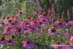 Garten-Scheinsonnenhut „Purple Prairie“ 11 Garten-Scheinsonnenhut „Purple Prairie“ -Blumen Risse Verkaufsladen P3003716 2 800x800