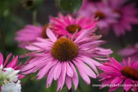 Garten-Scheinsonnenhut „Purple Prairie“ 10 Garten-Scheinsonnenhut „Purple Prairie“ – Bild 8