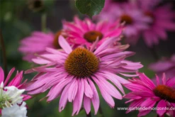 Garten-Scheinsonnenhut „Purple Prairie“ 13 Garten-Scheinsonnenhut „Purple Prairie“ -Blumen Risse Verkaufsladen P3003716 4 800x800