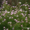 Garten-Myrten-Aster „Esther“ 2 Garten-Myrten-Aster „Esther“ -Blumen Risse Verkaufsladen P3003739 1 800x800