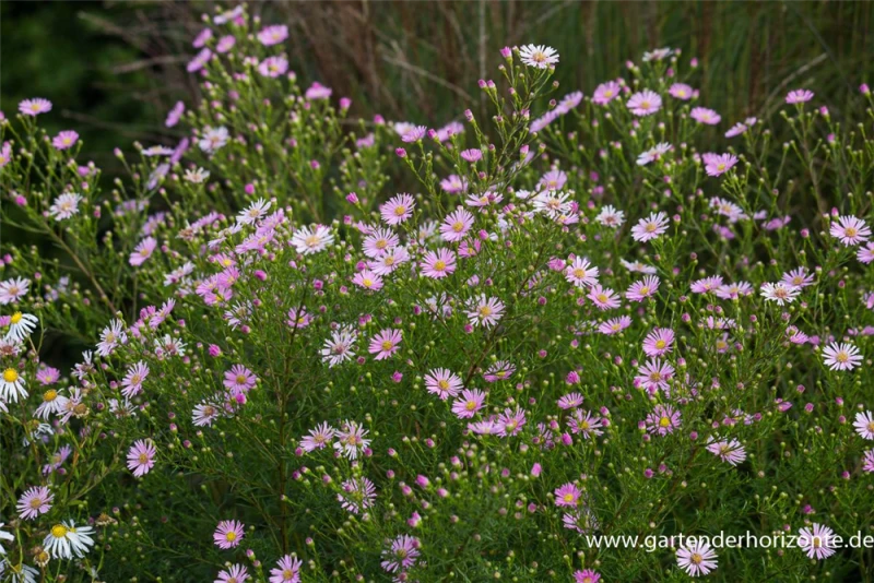 Garten-Myrten-Aster „Esther“ 3 Garten-Myrten-Aster „Esther“