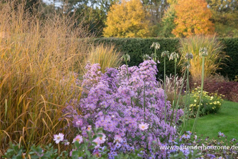 Garten-Myrten-Aster „Esther“ 7 Garten-Myrten-Aster „Esther“ – Bild 5