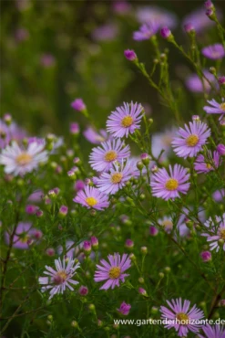 Garten-Myrten-Aster „Esther“ 22 Garten-Myrten-Aster „Esther“ -Blumen Risse Verkaufsladen P3003739 7 800x800