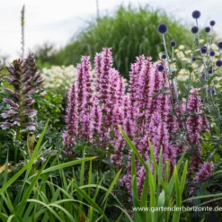 Garten-Duftnessel „Cotton Candy“ -Blumen Risse Verkaufsladen P3003750 2 800x800