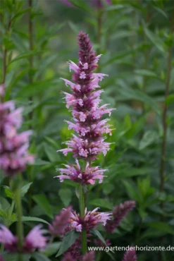 Garten-Duftnessel „Cotton Candy“ -Blumen Risse Verkaufsladen P3003750 3 800x800