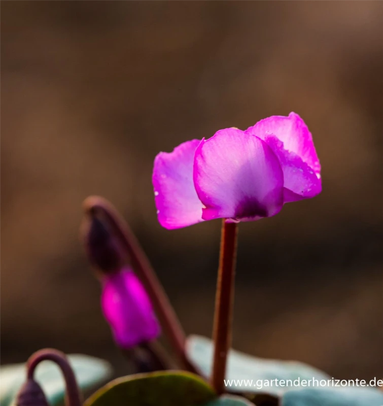 Cyclamen Coum „Rose Silverleaf“ 5 Cyclamen Coum „Rose Silverleaf“ – Bild 3