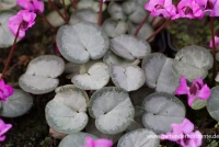Cyclamen Coum „Rose Silverleaf“ 12 Cyclamen Coum „Rose Silverleaf“ – Bild 10