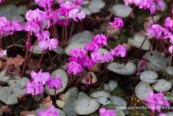 Cyclamen Coum „Rose Silverleaf“ 18 Cyclamen Coum „Rose Silverleaf“ -Blumen Risse Verkaufsladen P3003774 3 800x800