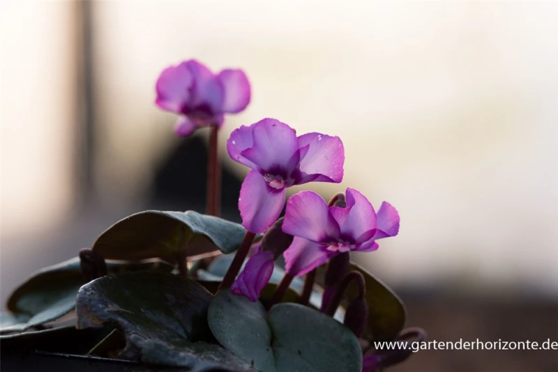 Cyclamen Coum „Rose Silverleaf“ 8 Cyclamen Coum „Rose Silverleaf“ – Bild 6