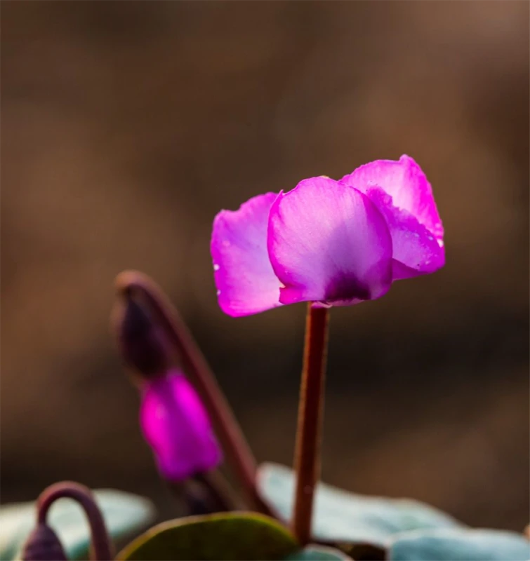 Cyclamen Coum „Rose Silverleaf“ 3 Cyclamen Coum „Rose Silverleaf“