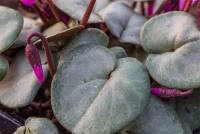 Cyclamen Coum „Rose Silverleaf“ 10 Cyclamen Coum „Rose Silverleaf“ – Bild 8