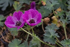 Aschgrauer Storchschnabel „Jolly Jewel Night“ -R-