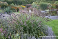 Garten-Federborstengras „Red Head“ 6 Garten-Federborstengras „Red Head“ – Bild 4