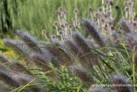 Garten-Federborstengras „Red Head“ 7 Garten-Federborstengras „Red Head“ – Bild 5