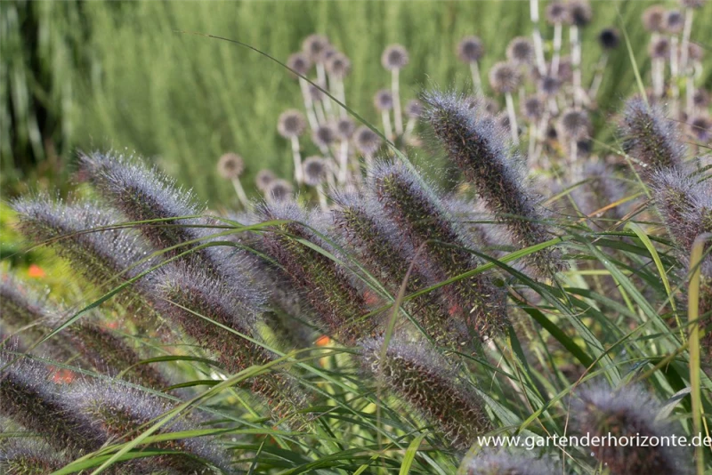 Garten-Federborstengras „Red Head“ 4 Garten-Federborstengras „Red Head“ – Bild 2