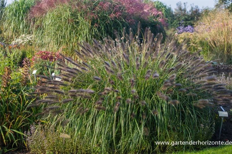 Garten-Federborstengras „Red Head“ 5 Garten-Federborstengras „Red Head“ – Bild 3