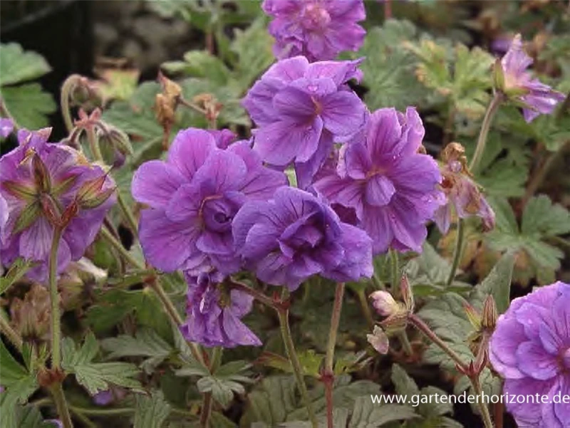 Himalaya-Storchschnabel „Plenum“ (Birch Double) 3 Himalaya-Storchschnabel „Plenum“ (Birch Double)