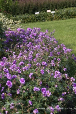 Himalaya-Storchschnabel „Plenum“ (Birch Double) 13 Himalaya-Storchschnabel „Plenum“ (Birch Double) -Blumen Risse Verkaufsladen P3004296 2 800x800