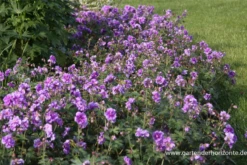 Himalaya-Storchschnabel „Plenum“ (Birch Double) 14 Himalaya-Storchschnabel „Plenum“ (Birch Double) -Blumen Risse Verkaufsladen P3004296 3 800x800