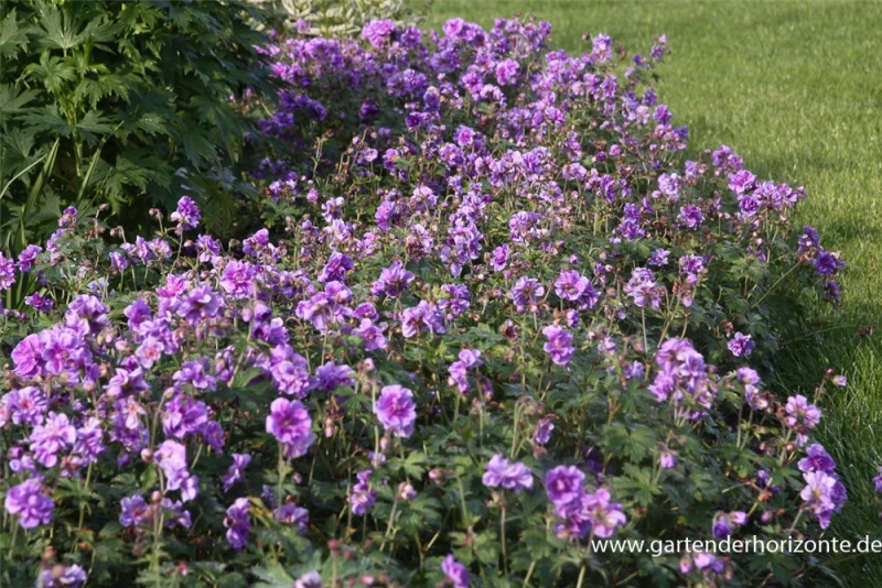 Himalaya-Storchschnabel „Plenum“ (Birch Double) 5 Himalaya-Storchschnabel „Plenum“ (Birch Double) – Bild 3