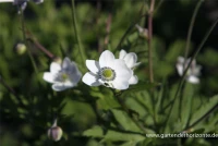 Chinesisches Sommer-Windröschen 5 Chinesisches Sommer-Windröschen – Bild 3