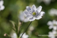 Chinesisches Sommer-Windröschen 6 Chinesisches Sommer-Windröschen – Bild 4