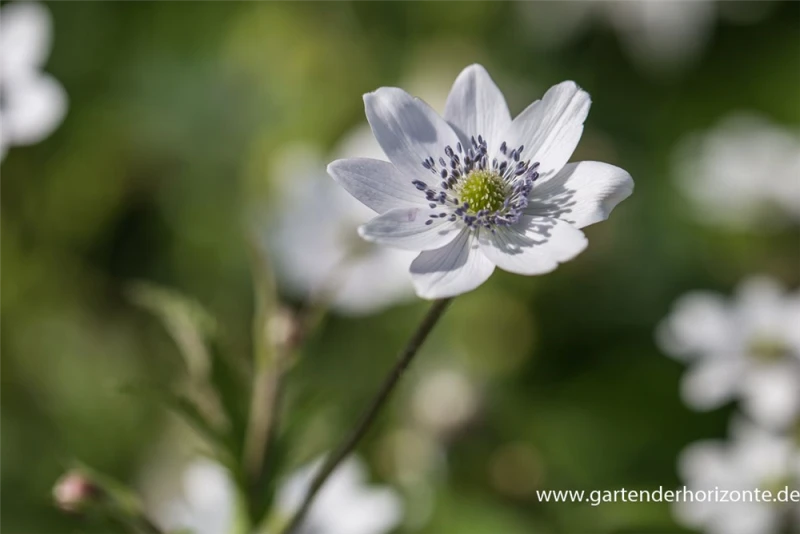 Chinesisches Sommer-Windröschen 4 Chinesisches Sommer-Windröschen – Bild 2