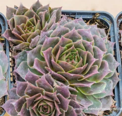 Garten-Hauswurz 7 Garten-Hauswurz -Blumen Risse Verkaufsladen P3004382 1 800x800