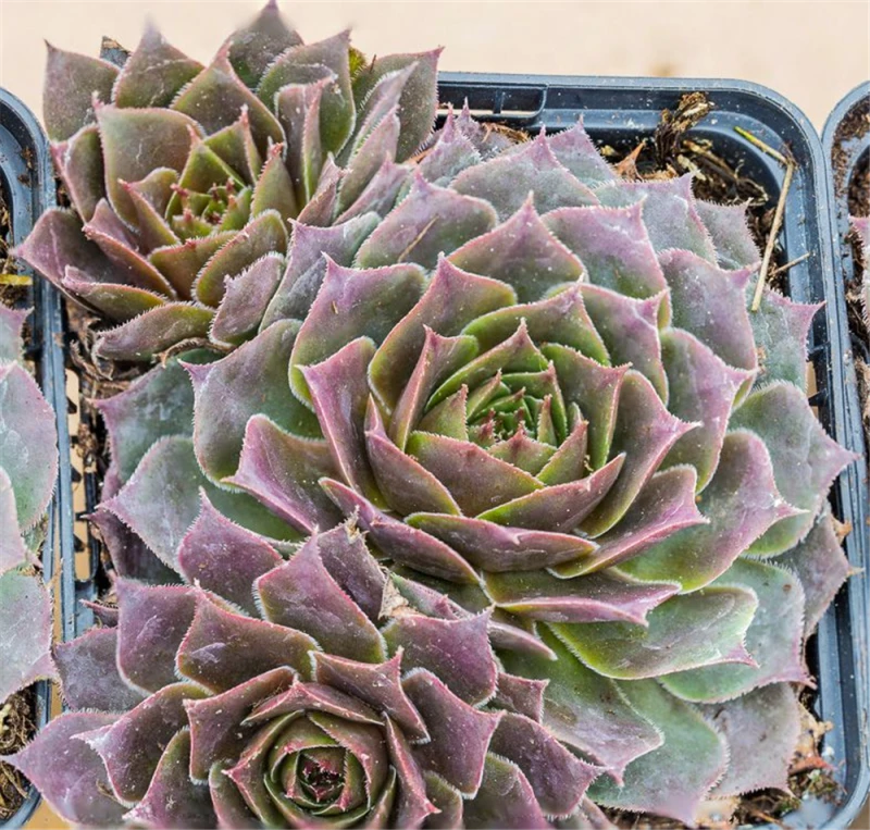 Garten-Hauswurz 3 Garten-Hauswurz