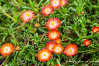 Coopers Mittagsblume „JD Grenade“ -R- 6 Coopers Mittagsblume „JD Grenade“ -R- – Bild 4