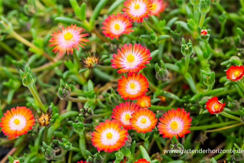 Coopers Mittagsblume „JD Grenade“ -R- 3 Coopers Mittagsblume „JD Grenade“ -R-