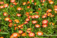 Coopers Mittagsblume „JD Grenade“ -R- 7 Coopers Mittagsblume „JD Grenade“ -R- – Bild 5