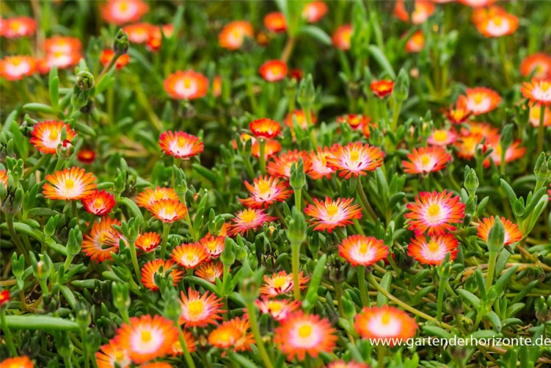 Coopers Mittagsblume „JD Grenade“ -R- 4 Coopers Mittagsblume „JD Grenade“ -R- – Bild 2