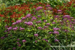Großer Garten-Wasserdost „Red Dwarf“ -Blumen Risse Verkaufsladen P3004454 2 800x800